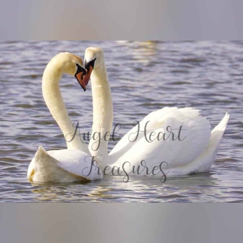 5x7 Original Nature Photography Of Mute Swan Couple On The Water Photo P…